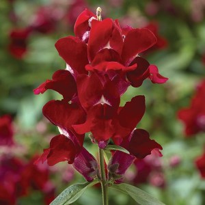 Львиный зев Snaptini Red3